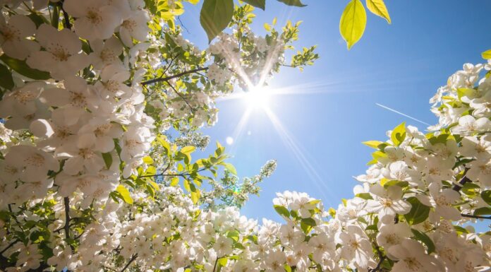 Одбележан Денот на пролетта и екологијата во ООУ ,,Гоце Делчев”